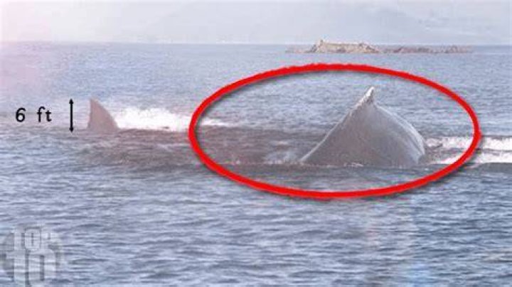10 Megalodon Caught on Camera & Spotted In Real Life! YouTube