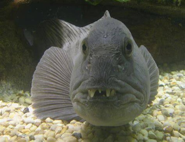 7 Fish So Ugly Only Their Mothers Can Love Them 30A