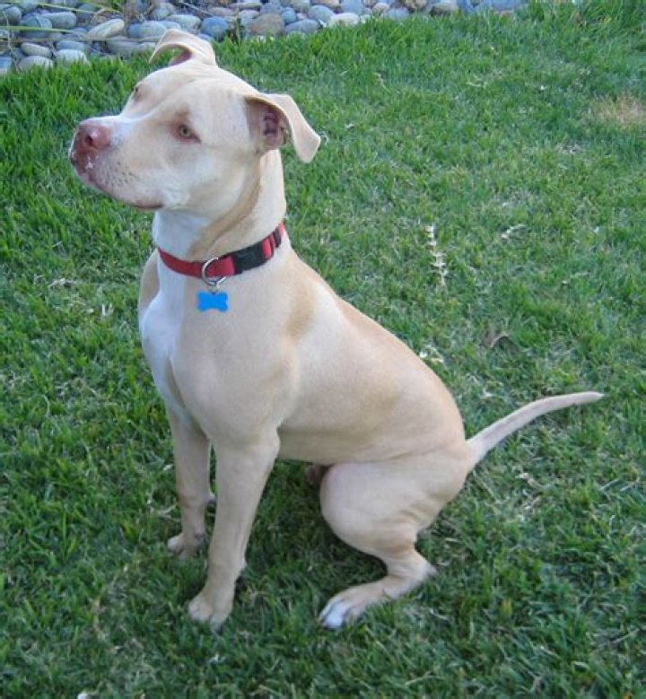 American Pitbull Terrier Wikipedia, la enciclopedia libre