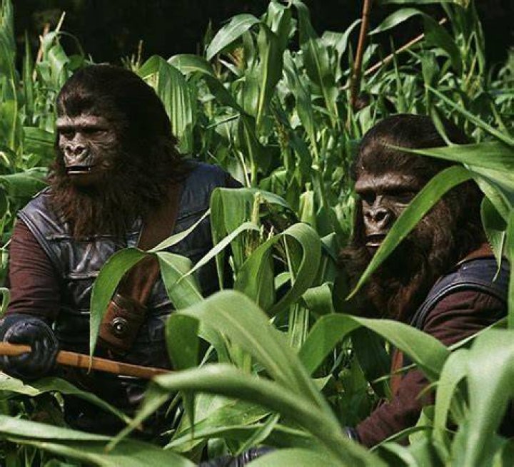 Archives Of The Apes James Daly