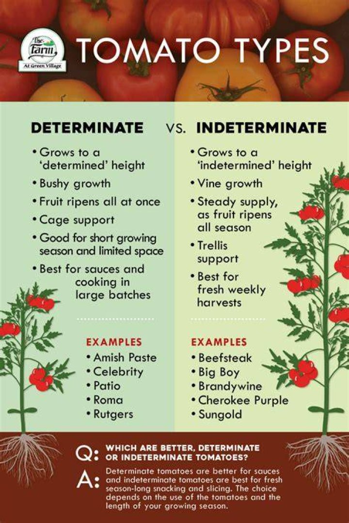 Are Stupice tomatoes determinate or indeterminate? |