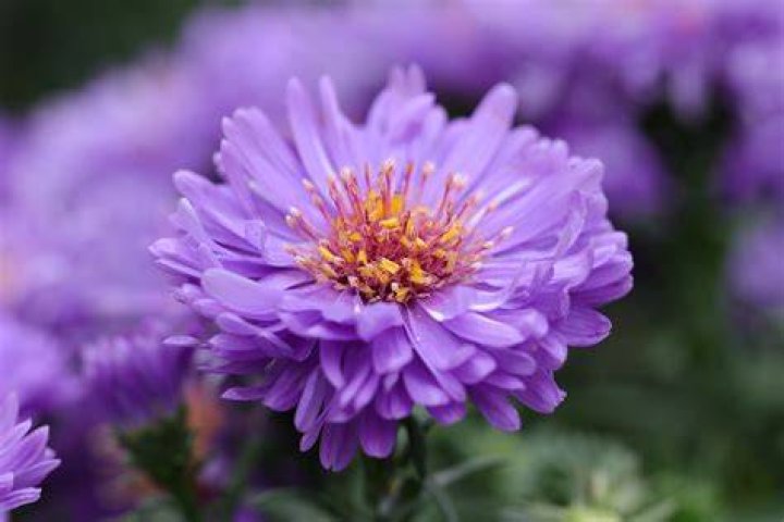 Aster The Flower of September Promises Wisdom and Beauty