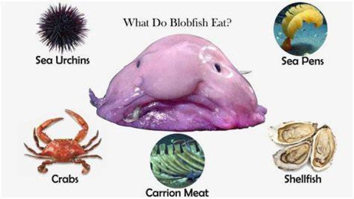 Blobfish Tout Savoir sur ce poisson