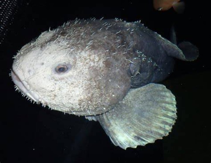 Bob the blobfish is living in a Japanese aquarium Lonely