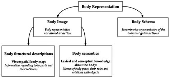 Body Image Representation, Xolo-dimitrov