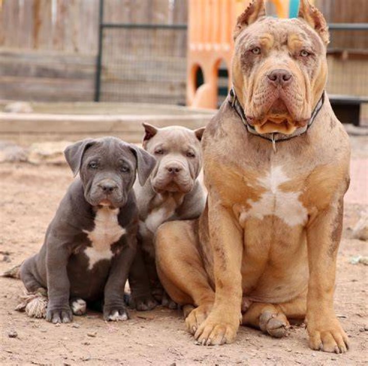 Cane Corso American Bully Mix liensingen