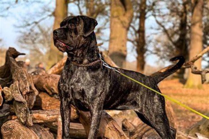 Cane Corso Cross Mastiff x Bully XXL Blue Male Puppy 9 weeks in