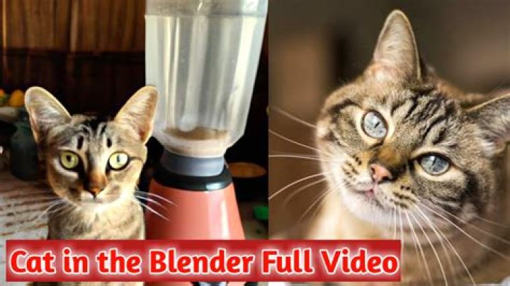 Did The Cat Survive The Blender?