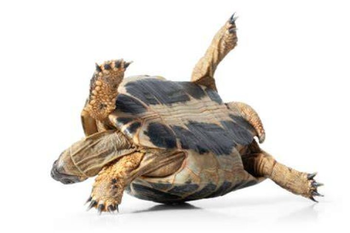 Does it hurt turtles to be upside down? ·