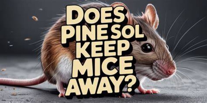 Does Pine Sol Repel Mice