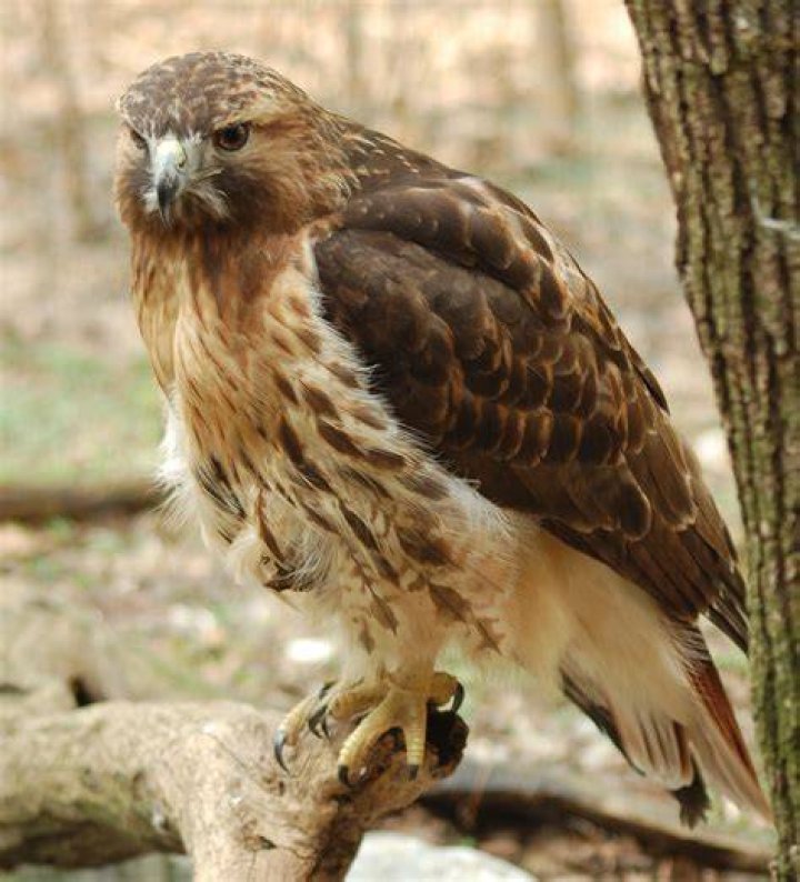 FileFerruginous Hawk RWD3.jpg Wikimedia Commons