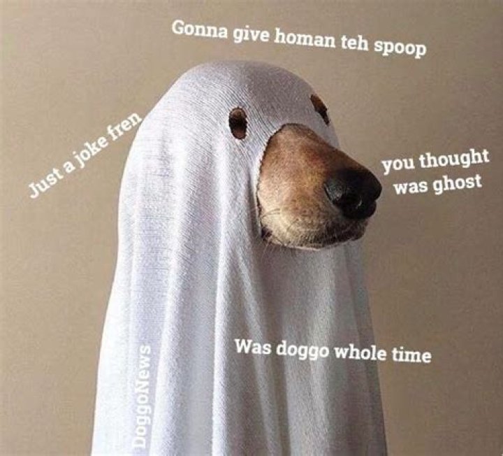Ghost doggo by VULPWAVE on DeviantArt