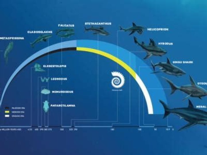 Giant Sharks Through Time MaduroDive Blog