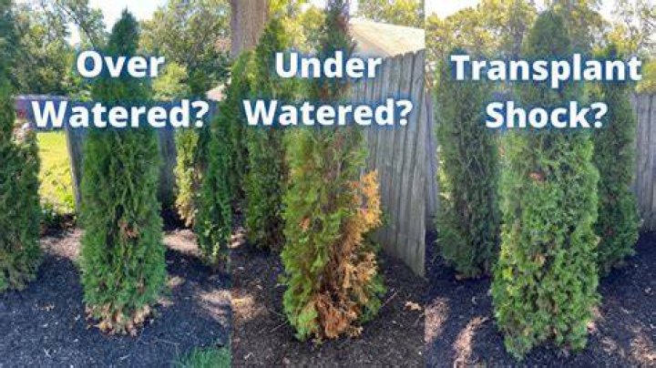 How do I know if my arborvitae is overwatered? ·