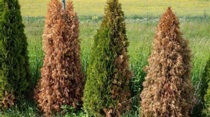 How do you treat brown arborvitae? ·