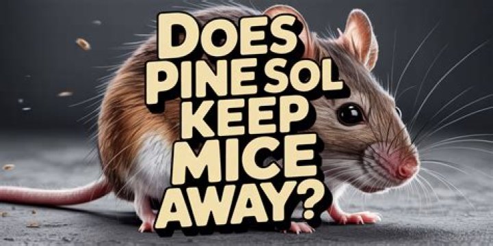 How To Repel Mice With Pine-Sol: A Natural Solution