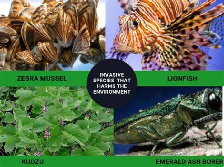 Invasive Species, Xolo-dimitrov