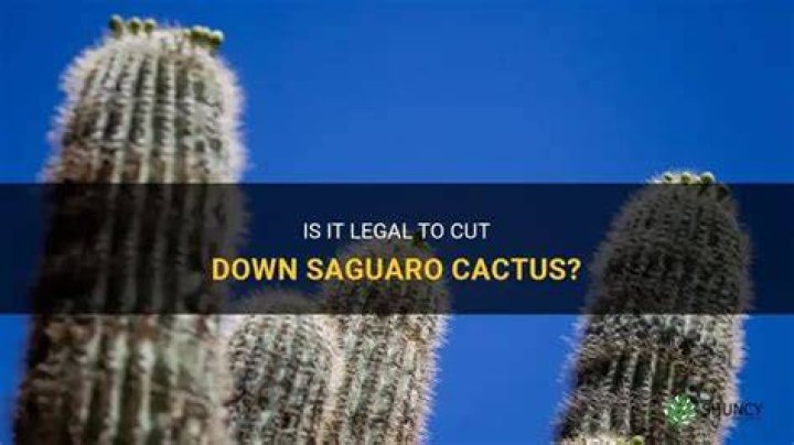 Is it legal to cut down a saguaro cactus? ·