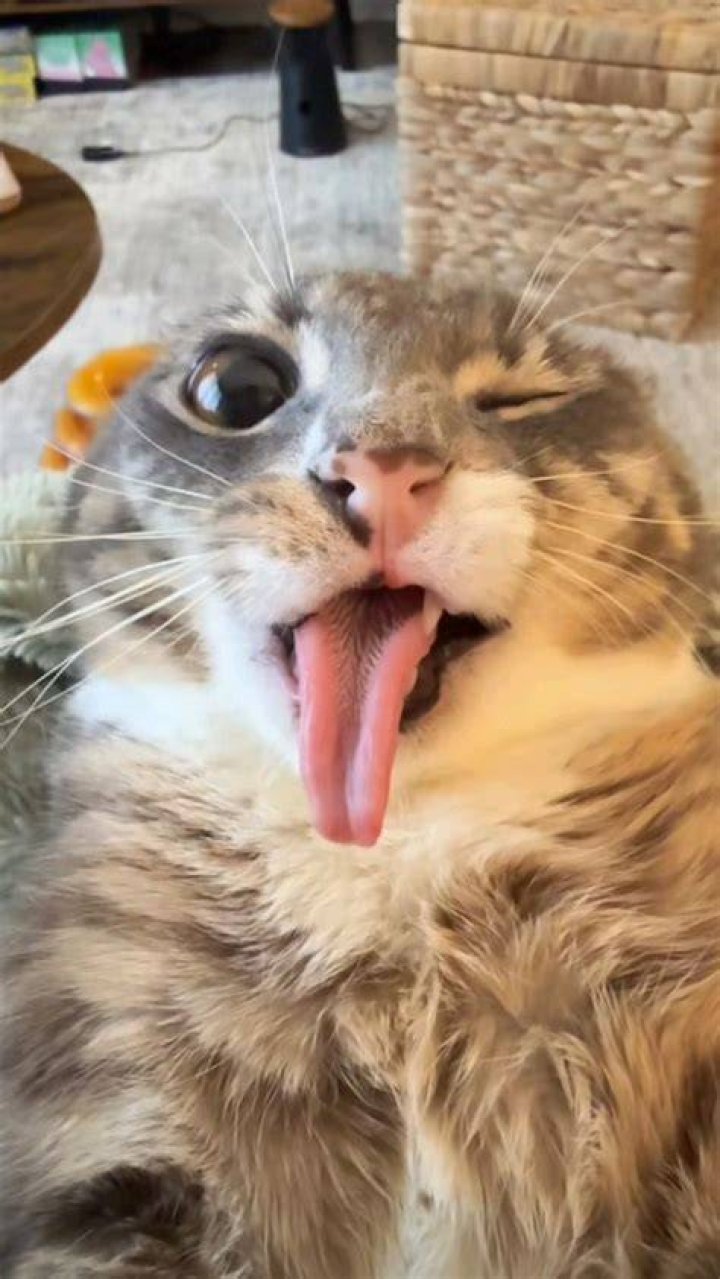 Is the Cat in the Blender Still Alive