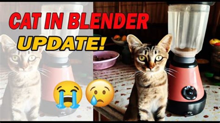 Kucing Kena Blender Cat Blender Video Footage Twitter Footage Surfaced