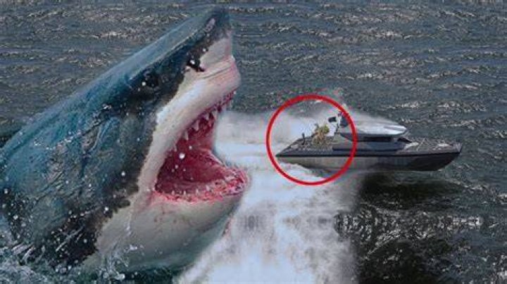 Megalodon Real Footage YouTube