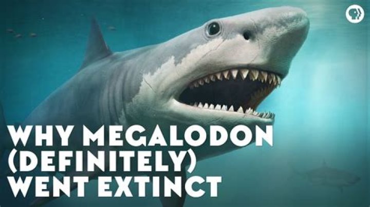 MEGALODON YouTube