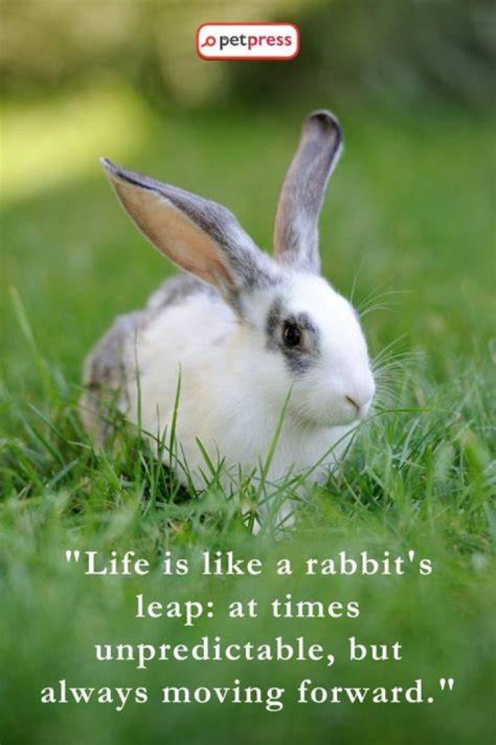Quotes about Rabbit (198 quotes)