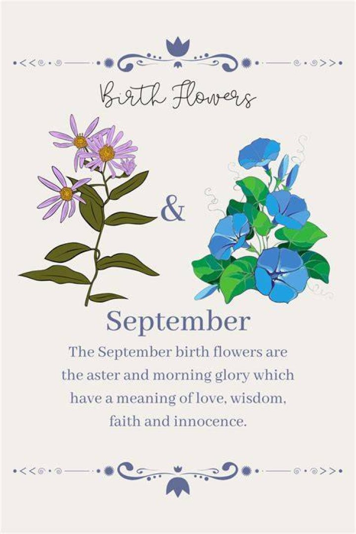 The birth flower of September Aster Fronds with Benefits