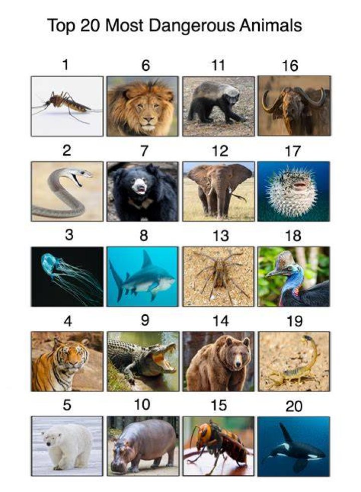 Top 20 Most Dangerous Animals In The World YouTube