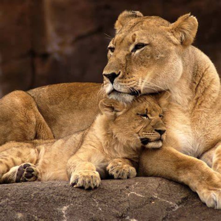 Top 77+ mama lion and cub tattoo super hot thtantai2