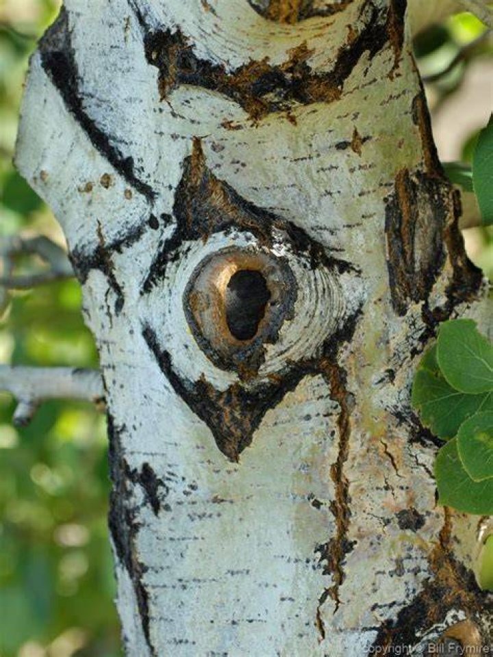 Tree With Eyes On Its White Bark