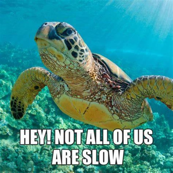 Turtle Funny Meme