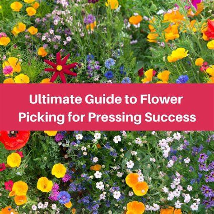 Ultimate Guide To Yellow Flower Meaning and Symbolism Around the World