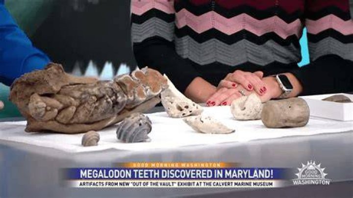 Unraveling The Secrets Of Megalodon In Ice