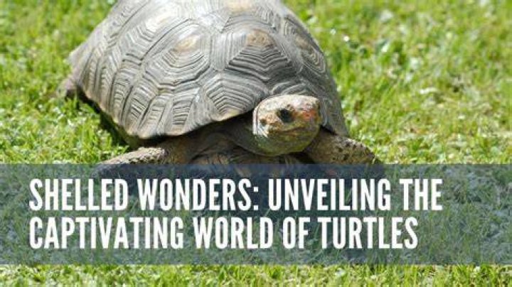 Unveiling The Captivating World Of TV Shows With Liza Huber