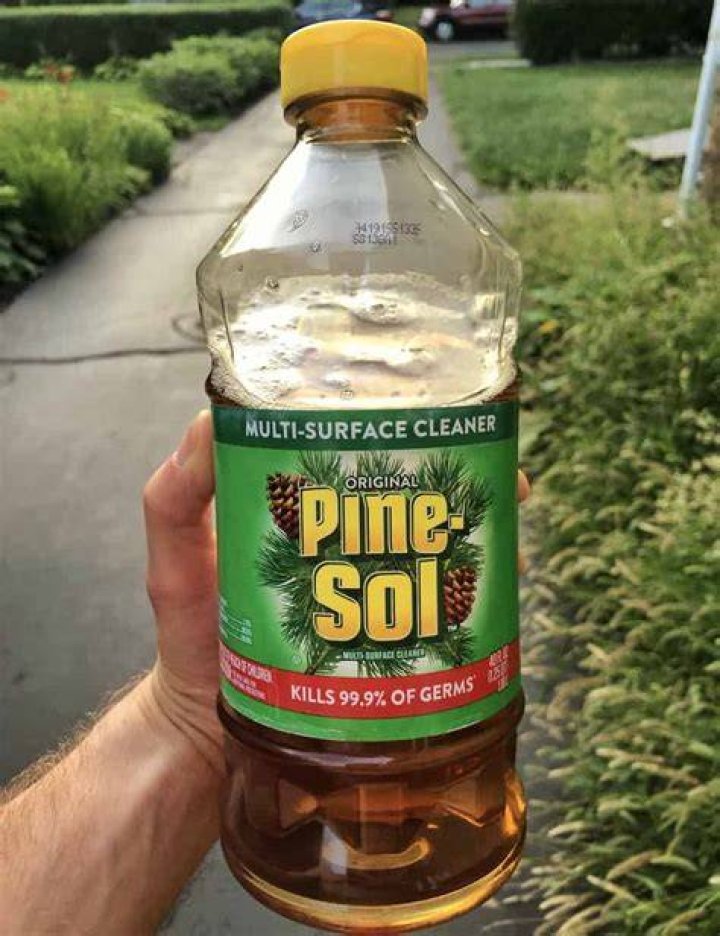 Using Pine Sol To Keep Mice Away (Here's How) Pest Pointers