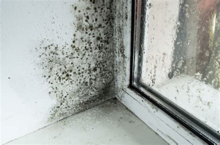 Ventanas sin cristales, moho y fosas s&eacute;pticas desbordadas la escuela