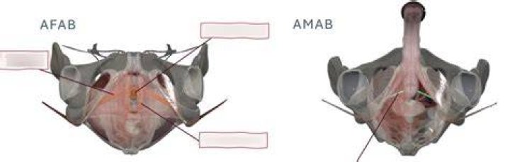What does AMAB and AFAB mean?