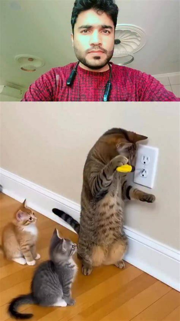 What happened to the cat from the popular blender video? Is it still