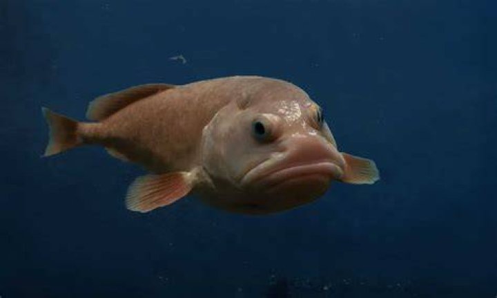Where Does The Blobfish Live