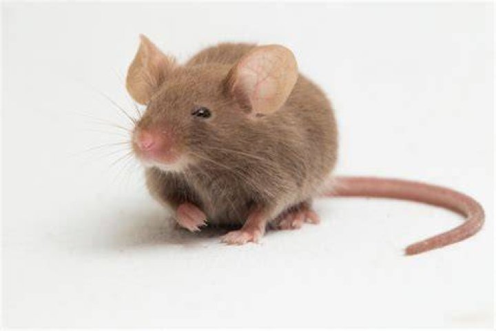 Why Pine Oil Repels mice (and How it Works!) Pest Pointers