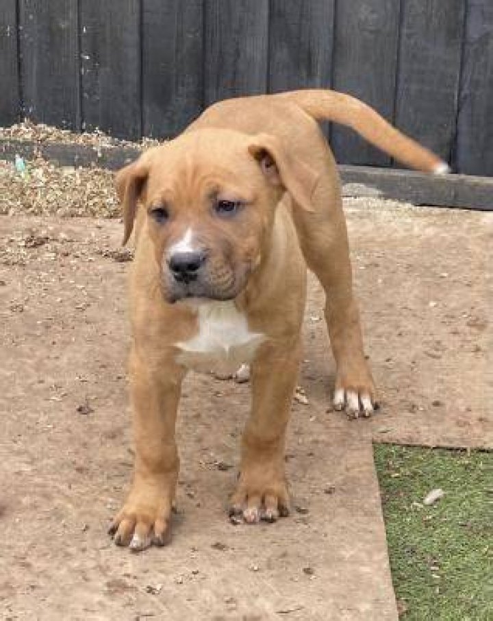 Xl bully x cane corso puppy in Leicester, Leicestershire Gumtree